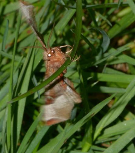 Selenia tetralunaria